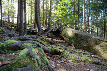 Dovbush path - route through wooded mountain slopes near Yaremche, Ukraine