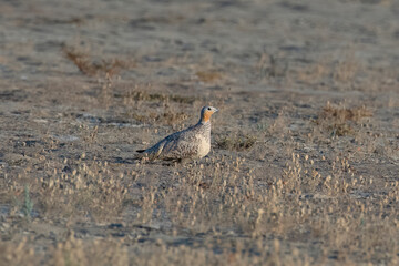 Spotted sandgrouse or Pterocles senegallus observed in Rann of Kutch in Gujarat