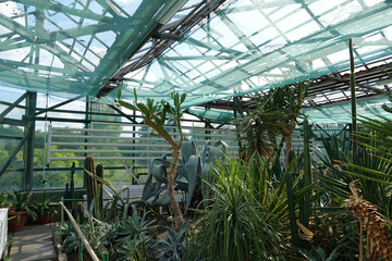 Green young plants in hothouse. Ensuring survival of rare plant species