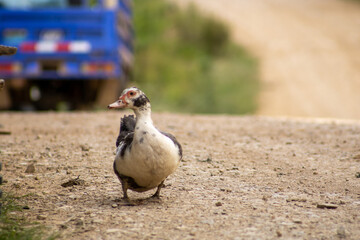 Duck walking on a country road