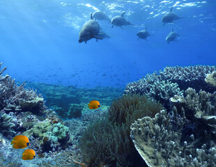Dolphins under water at a coral reef
with tropical fish. The underwater world of the ocean.
