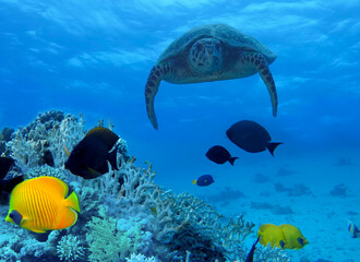 A large turtle under water at a coral reef
with tropical fish. The underwater world of the ocean.