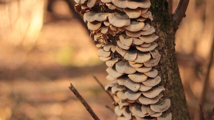 mushrooms on the tree