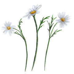 Chamomile