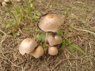 Forest mushroom, convex cap, ovate cap, pileus covered with scales