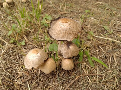Forest mushroom, convex cap, ovate cap, pileus covered with scales
