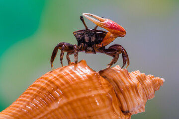 A fiddler crab, also called a calling crab, is a land crab that lives in mud or sand flats near the...