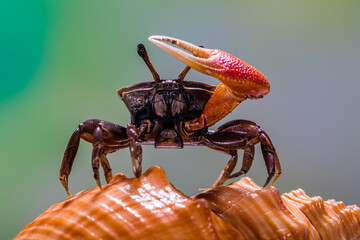 A fiddler crab, also called a calling crab, is a land crab that lives in mud or sand flats near the...