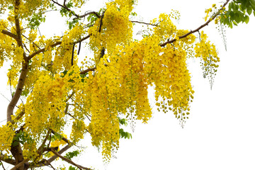 Cassia fistula flower on tree