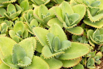 Mother of thousands plant or kalanchoe daigremontiana