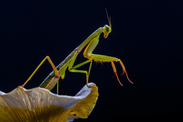 The praying mantis is any insect of the order Mantodea