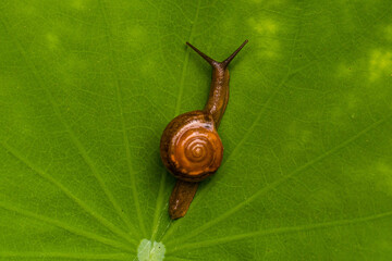 Riccardoella limacum or the white snail mite is a member of the Acari