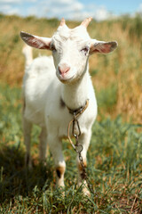 Obraz na płótnie Canvas white goat on a meadow