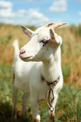 white goat on a farm