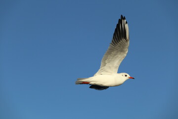 seagull in flight