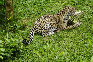 Jaguar eating meat (Panthera onca) Felidae family. Amazon, Brazil