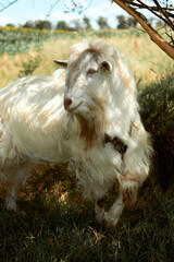 goat on the farm