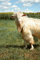 goat on pasture