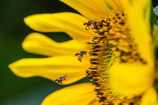 Trigona laeviceps is one of the largest genera of stingless bees