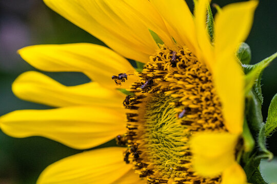 Trigona laeviceps is one of the largest genera of stingless bees