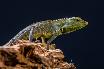 Bronchocela jubata, commonly known as the maned forest lizard, is a species of agamid lizard found mainly in Indonesia