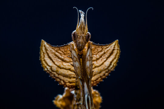 Phyllocrania paradoxa, common name ghost mantis, is a small species of mantis from Africa remarkable for its leaf-like body