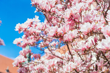 Spring comes, pink magnolias bloom, with a western church in the background