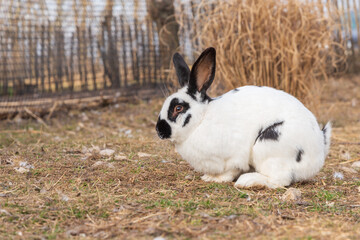 A white-and-black domestic rabbit in the yard of a rural farm outdoors