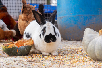 a white-and-black domestic rabbit in the yard of a rural farm outdoors