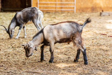 Hungarian native goats in a farm yard in the countryside. In the background is the male goat. - 587092675