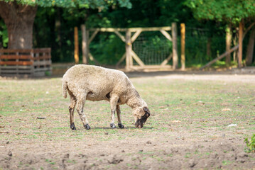 A Hungarian native sheep grazing in the yard of a farm in the countryside. - 587092692
