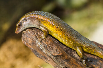 The common garden skink (Lampropholis guichenoti) is a small species of lizard in the family Scincidae