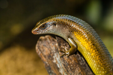 The common garden skink (Lampropholis guichenoti) is a small species of lizard in the family Scincidae