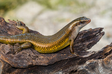 Obraz premium The common garden skink (Lampropholis guichenoti) is a small species of lizard in the family Scincidae