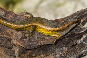 The common garden skink (Lampropholis guichenoti) is a small species of lizard in the family Scincidae