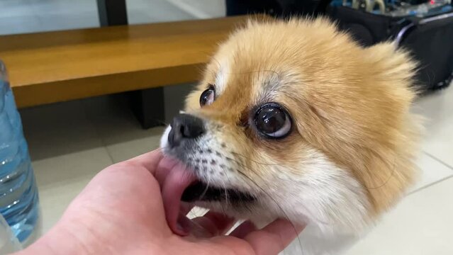 Close-up shot of a cute little Pomeranian licking the hand of his human friend.