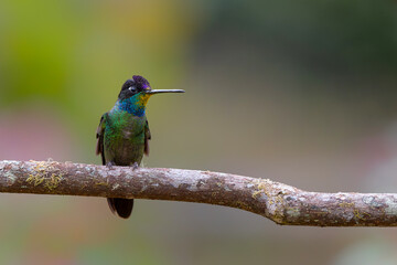 Magnificent Hummingbird (Eugenes fulgens) sitting in the rainforest in San Gerardo del dota, Savegre, Costa Rica