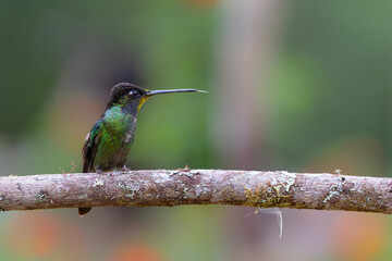 Fototapeta na wymiar Magnificent Hummingbird (Eugenes fulgens) sitting in the rainforest in San Gerardo del dota, Savegre, Costa Rica