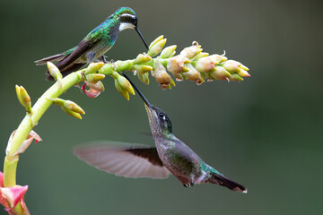Magnificent Hummingbird (Eugenes fulgens)  flying to get nectar  in the rainforest in San Gerardo del dota, Savegre, Costa Rica