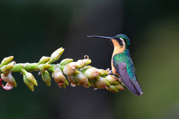 Hummingbird, White-throated Mountain-gem (Lampornis castaneoventris) sitting in the rainforest in...