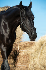 Obraz premium Portrait of beautiful black breed stallion posing at hay background. sunny morning