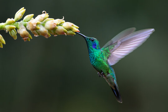 Hummingbird - Green violet-ear Colibri thalassinus) flying to pick up nectar from a beautiful flower, San Gerardo del Dota, Savegre, Costa Rica. Action wildlife scene from nature.