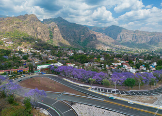 Jacarandas Tepoztl&aacute;n