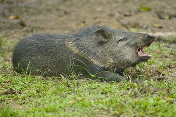 The collared peccary (Pecari tajacu) is a species of mammal in the family Tayassuidae found in North, Central, and South America.