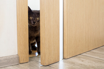 cute brown burmese cat sits near the ajar door to the room. horizontal