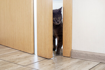 cute brown burmese cat opens the door to the room. horizontal