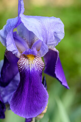 Iris is a flowering plant genus of 310 accepted species with showy flowers.