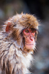 Portrait of a Japanese macaques momkey.