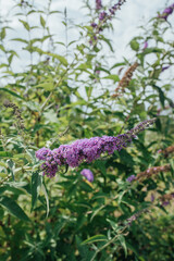 Buddleja davidii, summer lilac, butterfly-bush, or orange eye in the Pacific Northwest