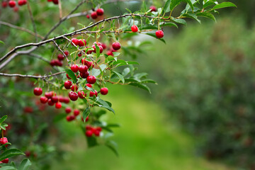 Ripe red sour cherries on the branch in the berry orchard.